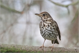 <p>DROZD ZPĚVNÝ (Turdus philomelos) /Song thrush - Singdrossel/</p>